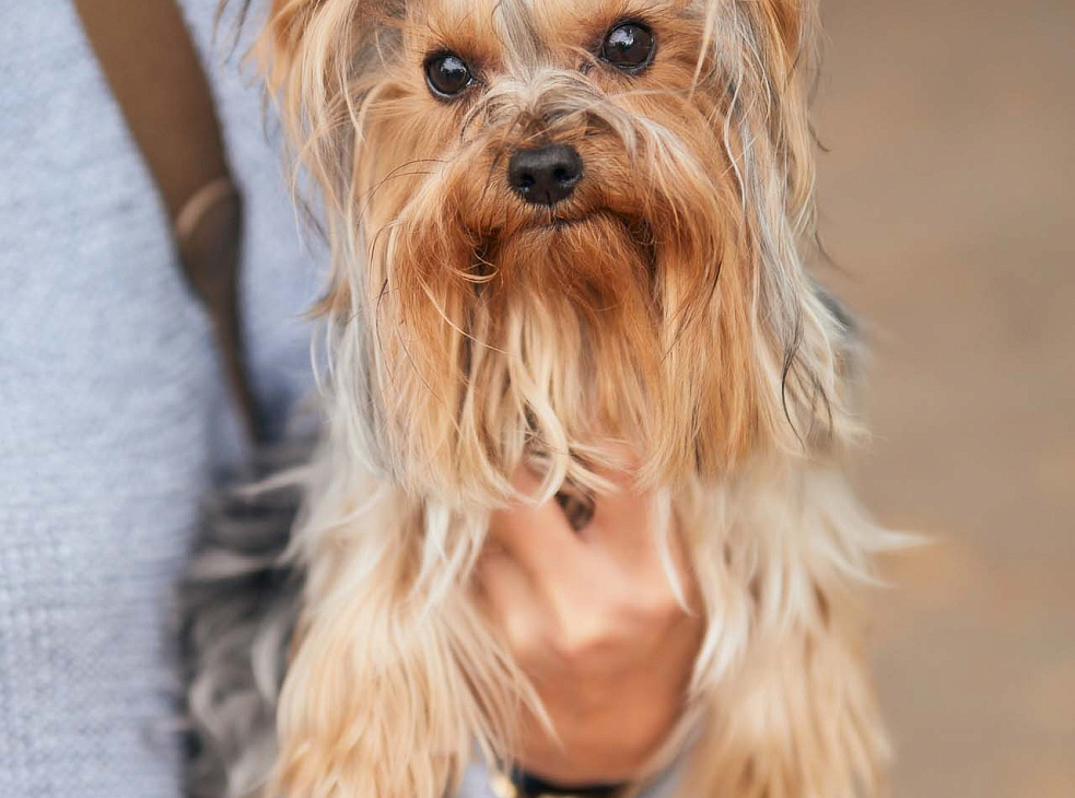 Первая сертификатная выставка собак Донецк