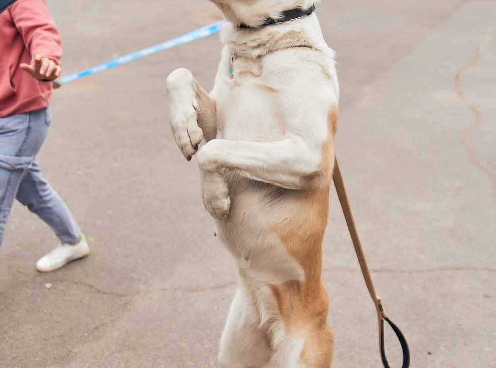 Первая сертификатная выставка собак Донецк