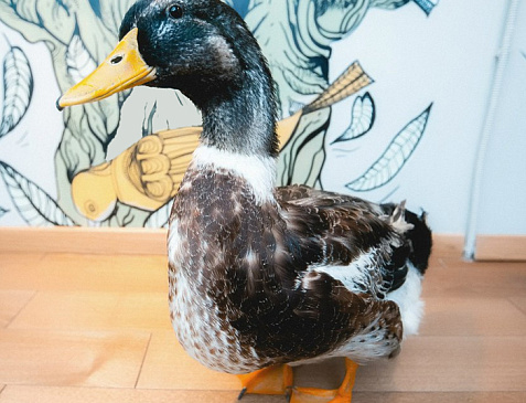 Ресторан "CheerDuck"