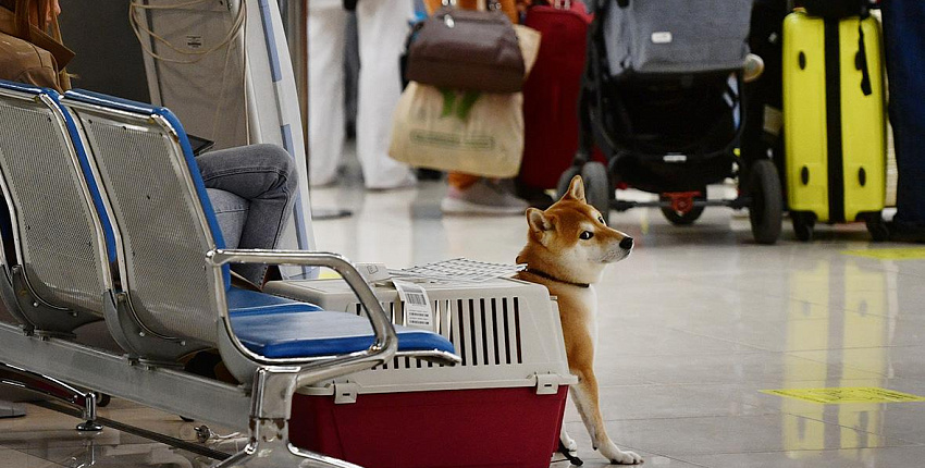 «Аэрофлот» разрешил перевозить небольших питомцев на соседних сиденьях