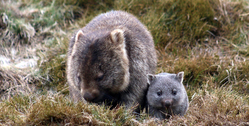Тасмания предложила необычные вакансии для туристов