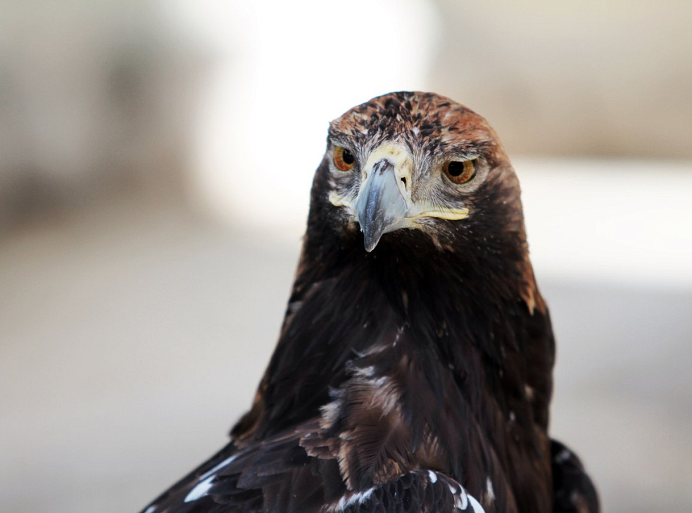 Кавказский государственный природный биосферный заповедник имени Х.Г. Шапошникова